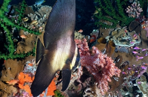 North Sulawesi-2018-DSC03721_rc- Pinnate spadefish Juv.- Platax a nageoires jaunes- Platax pinnatus